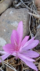 Colchicum feinbruniae