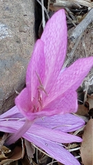 Colchicum feinbruniae