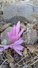 Colchicum feinbruniae