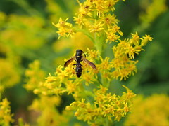 Symmorphus canadensis