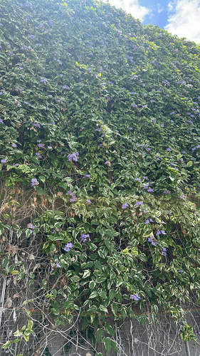 Thunbergia laurifolia iNat (1)
