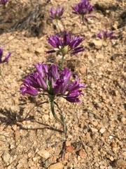 Allium denticulatum