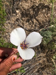 Calochortus invenustus