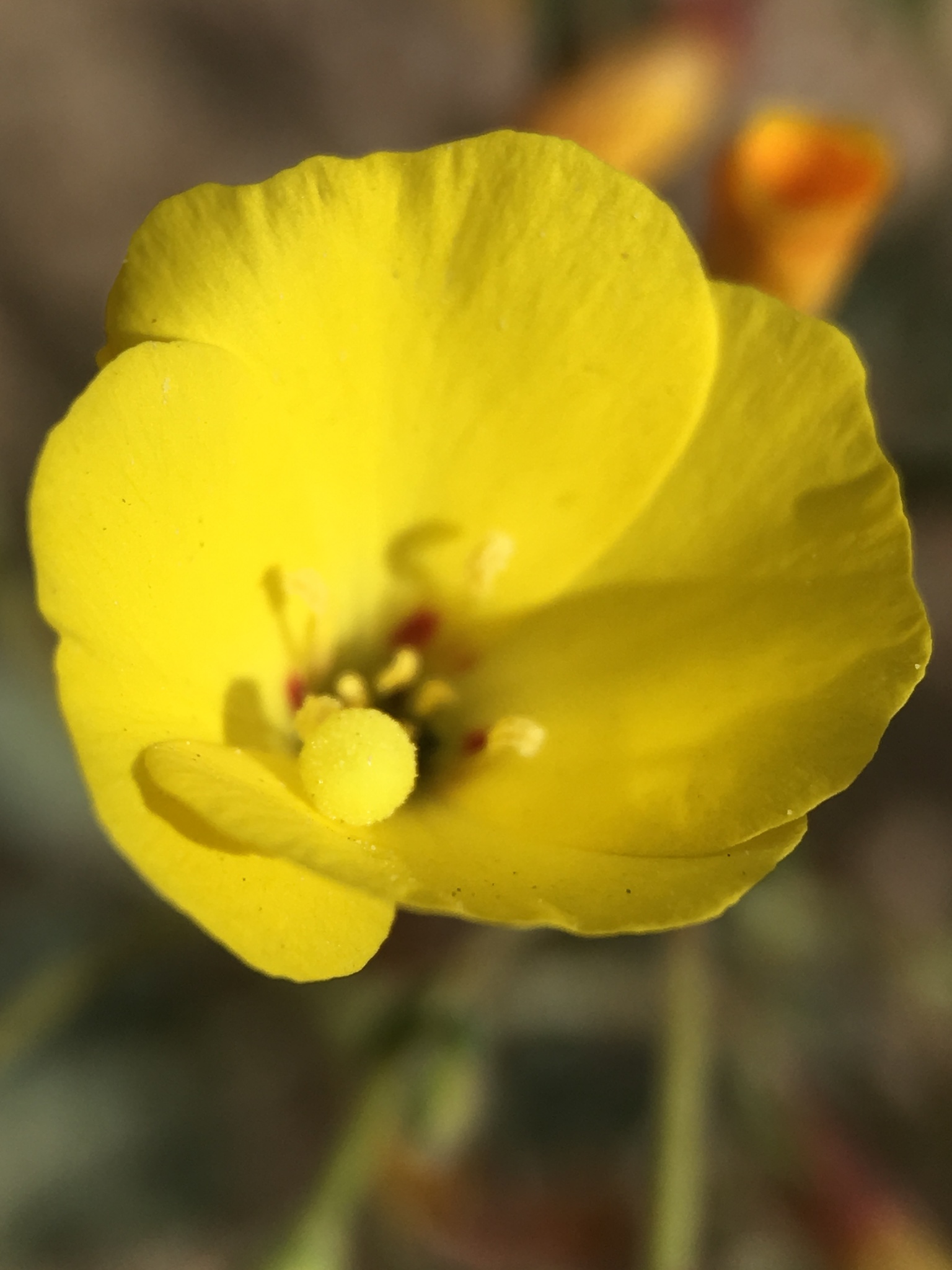Camissonia kernensis ssp. kernensis