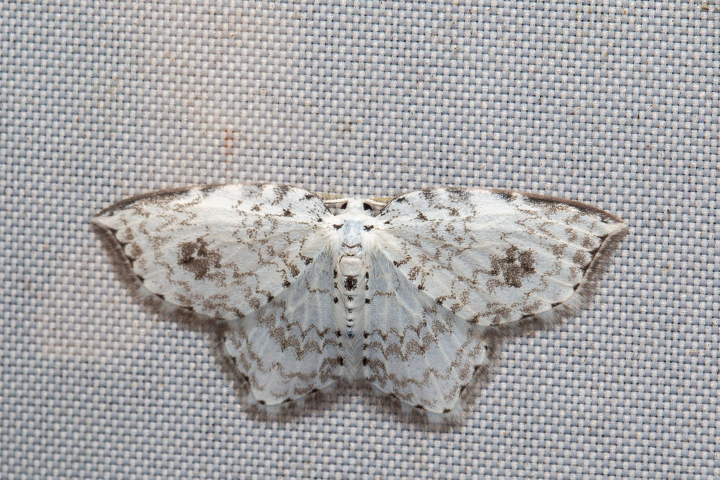 Zusidava sinuosa