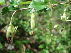 Ribes echinellum
