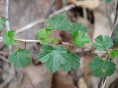 Ribes echinellum