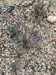 Phacelia curvipes