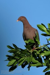 Red-Billed Pigeon photo 4