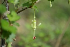 Ribes echinellum