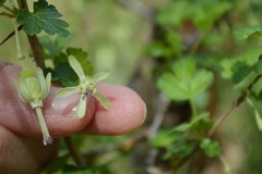 Ribes echinellum