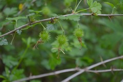 Ribes echinellum