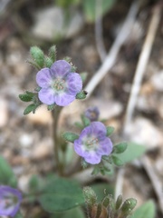 Phacelia austromontana