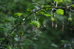 Ribes echinellum