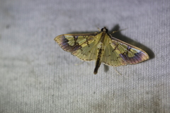 Praeacrospila melanoproctis
