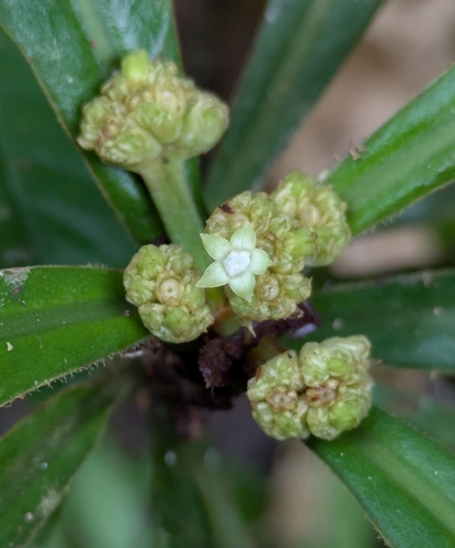 Psychotria psychotriifolia