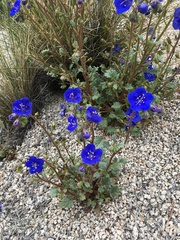 Phacelia nashiana