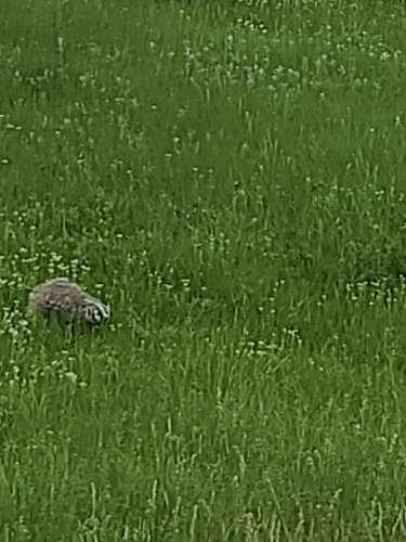 American Badger photographed in Montana