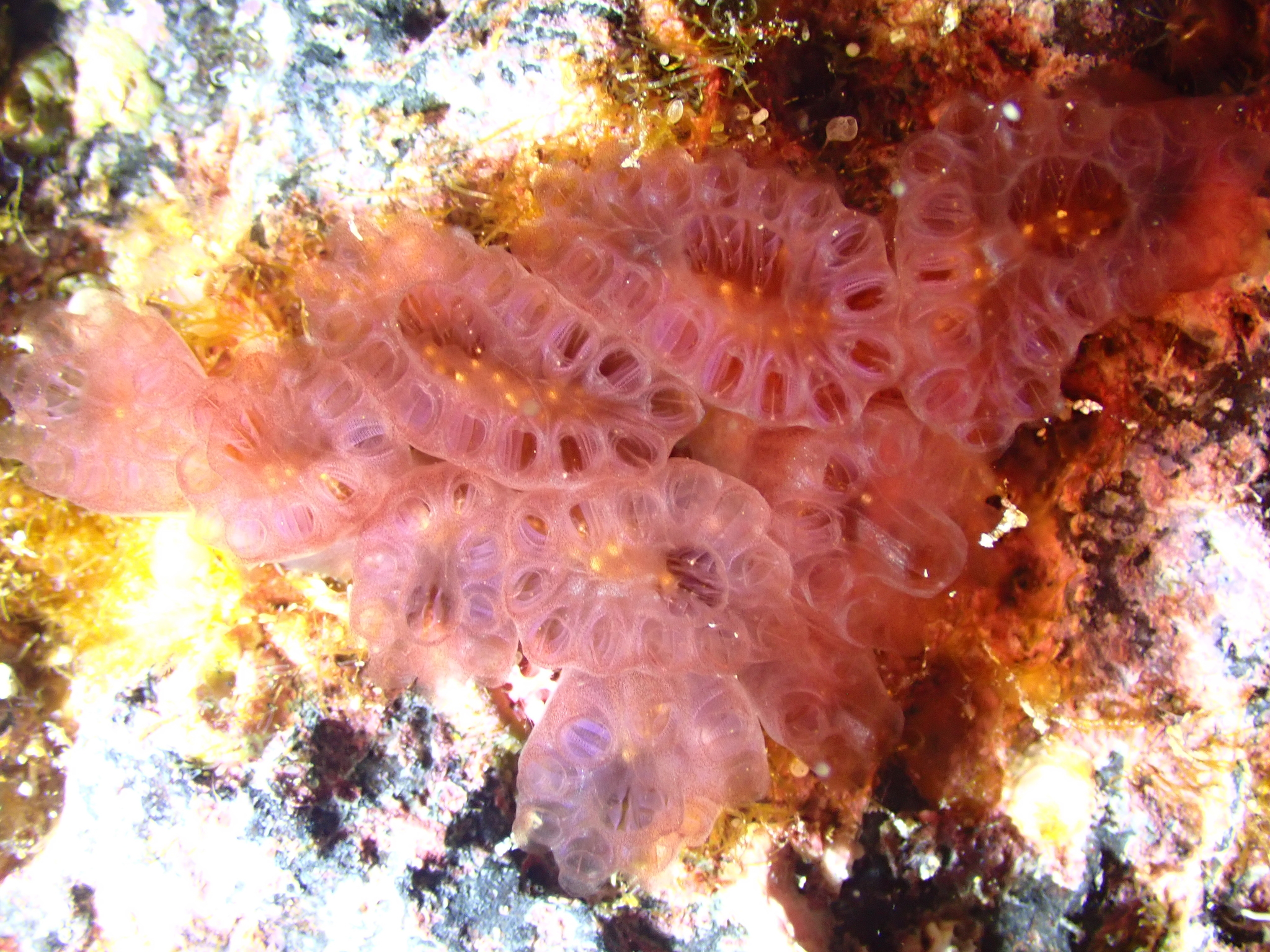 Distaplia corolla Monniot F., 1974