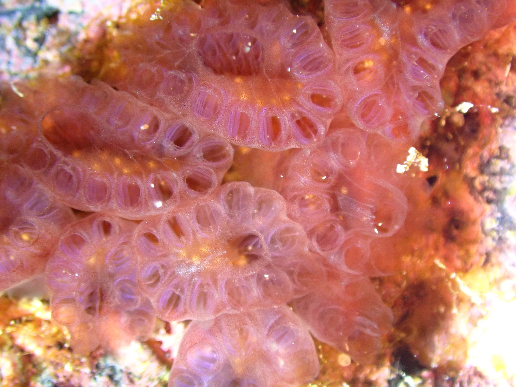 Distaplia corolla Monniot F., 1974