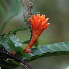 Image of Guzmania musaica