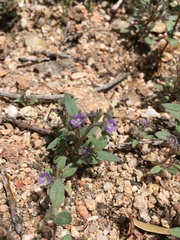 Phacelia austromontana