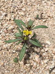 Orochaenactis thysanocarpha