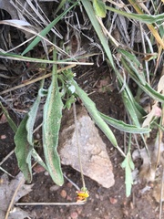 Viola pinetorum grisea
