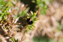 Parexochomus nigromaculatus