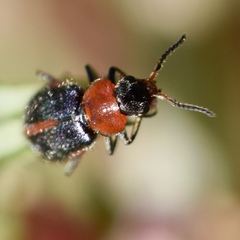 Collops vittatus