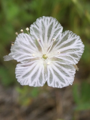 Transverse Range phacelia (Phacelia exilis)