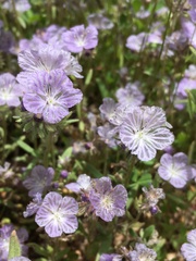 Phacelia exilis