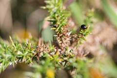 Parexochomus nigromaculatus