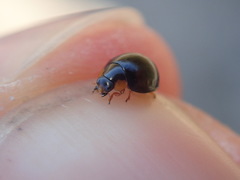 Parexochomus nigromaculatus