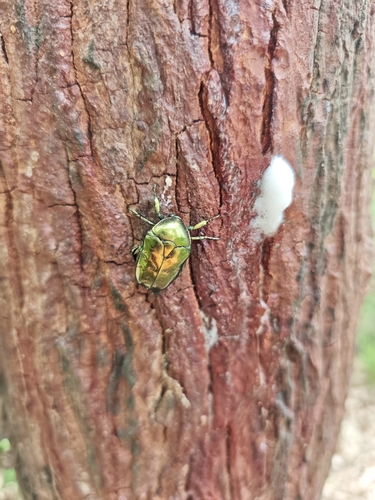 Manchurian Flower Chafer