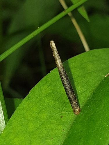 Coleophora asterophagella