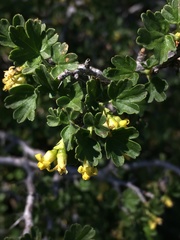 Ribes velutinum