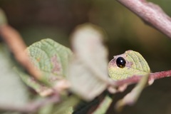 Parexochomus nigromaculatus