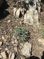 Chaenactis santolinoides