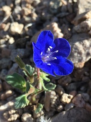 Phacelia nashiana