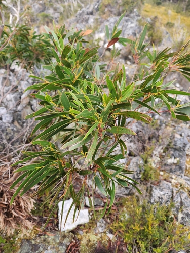 Eucalyptus nitida