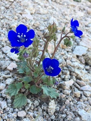 Phacelia nashiana
