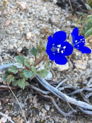 Phacelia nashiana