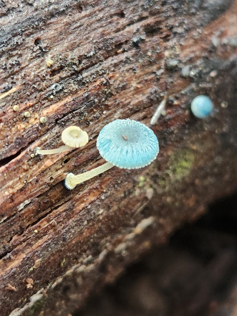 Mycena interrupta · June 2025 · photo: © yoavdanielbarness (iNaturalist, cc-by)