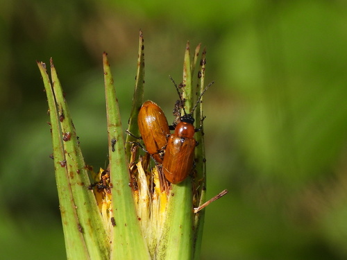 Daffodil Leaf-beetle, Parco Naturale Regionale Campo dei Fiori, 21030 Brinzio VA, Italia, photo 10 of 10