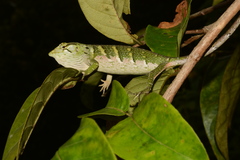 Polychrus marmoratus