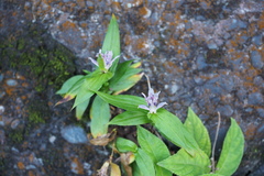 Tricyrtis hirta