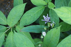 Tricyrtis hirta