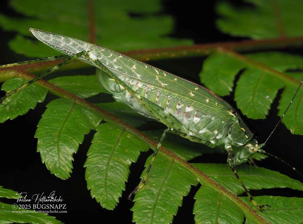 Leaf Katydids from Ratnapura, Sri Lanka on May 1, 2025 at 12:13 PM by ...