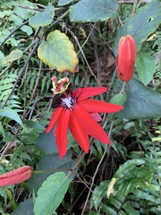 Coccinea
